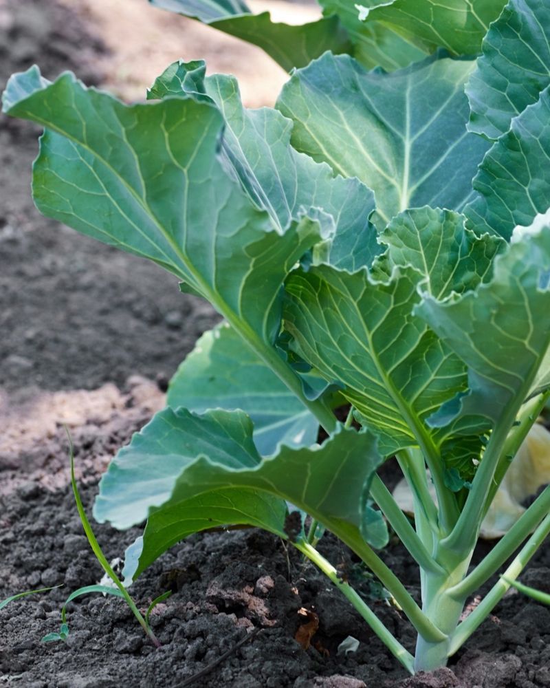 Collard Greens