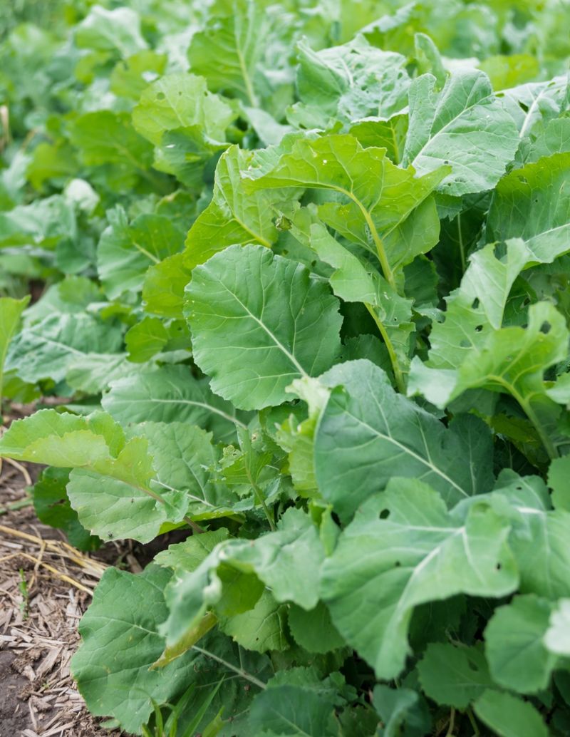 Collard Greens Handle Cooler Fall Weather Well