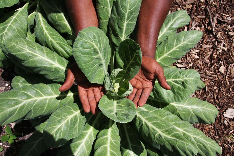 Collard Greens Collard Greens