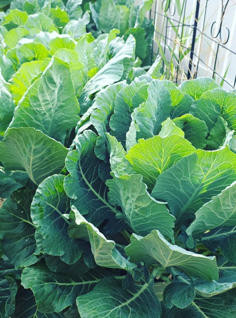 Collards Continue Growing Through Cooler Months Collards Continue Growing Through Cooler Months