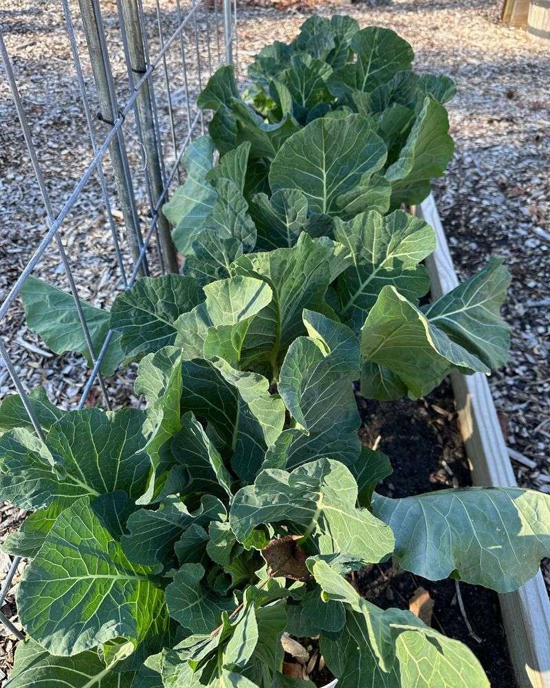 Collards Get Their Fall Start From Seed