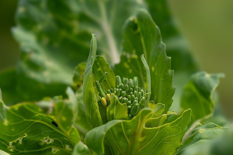Collards Sweeten After Light Frost Exposure
