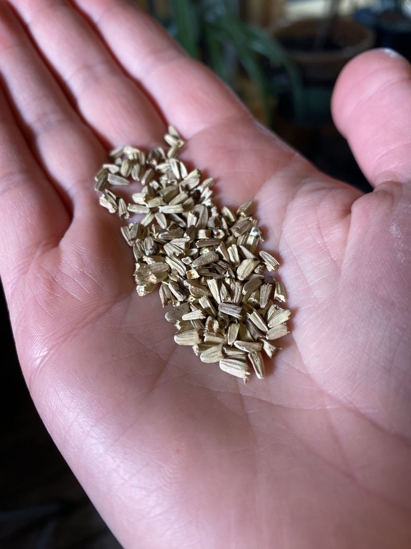 Collect Mature Seeds For Future Planting