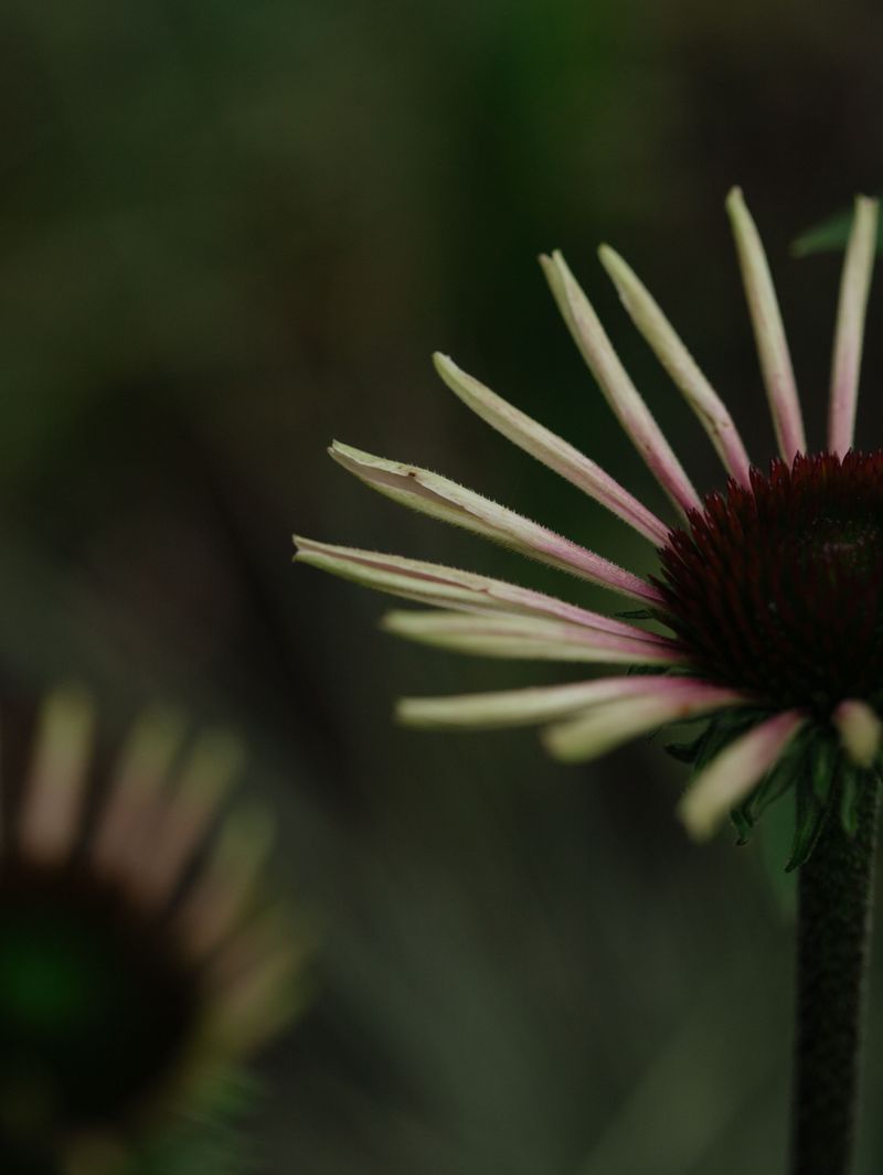 Collect Seed Heads On A Dry Day