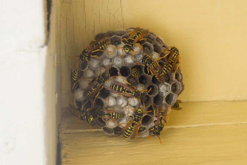 Colony Behavior Changes As Summer Winds Down