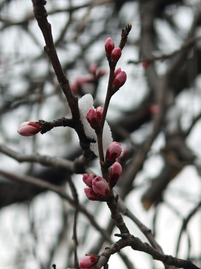 Colorado's Cold Snaps May Stress Young Seedlings