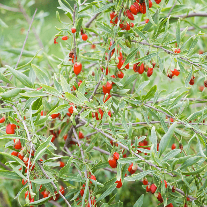 Colorful Berries Draw In Visiting Birds