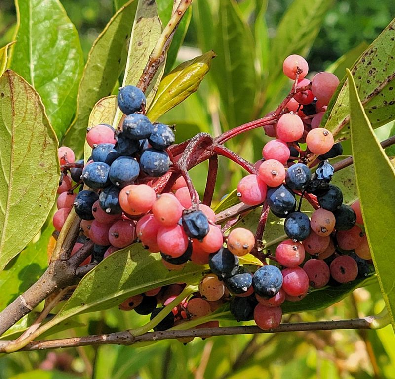 Colorful Berries Take Over After Flowering Ends Colorful Berries Take Over After Flowering Ends
