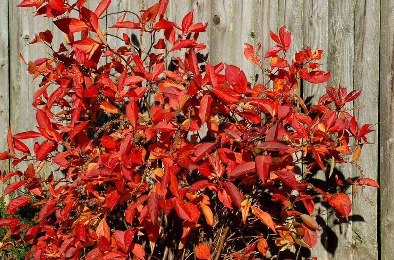 Colorful Fall Leaves Extend Seasonal Interest Colorful Fall Leaves Extend Seasonal Interest