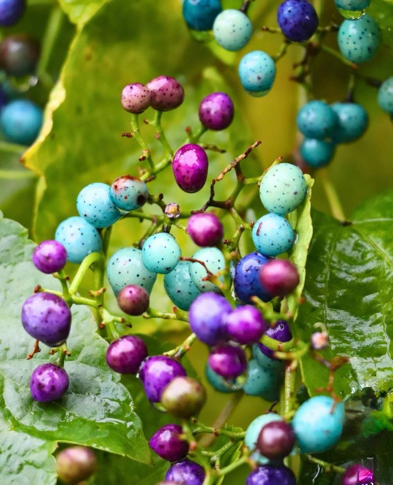Colorful Porcelain Berries Are The Biggest Identification Clue In Fall Colorful Porcelain Berries Are The Biggest Identification Clue In Fall