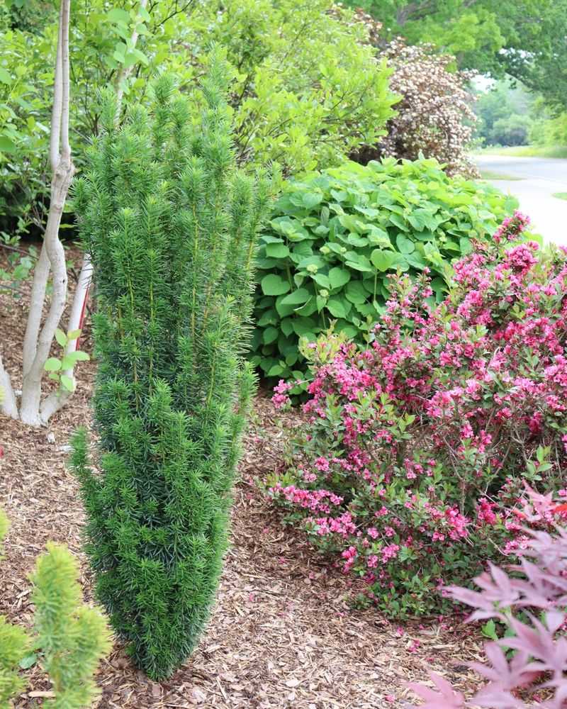 Columnar Yew Adds Privacy Without Spreading Wide