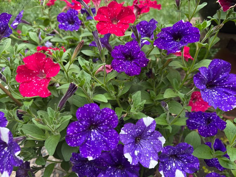 Combining Spent-Bloom Removal With A Cutback