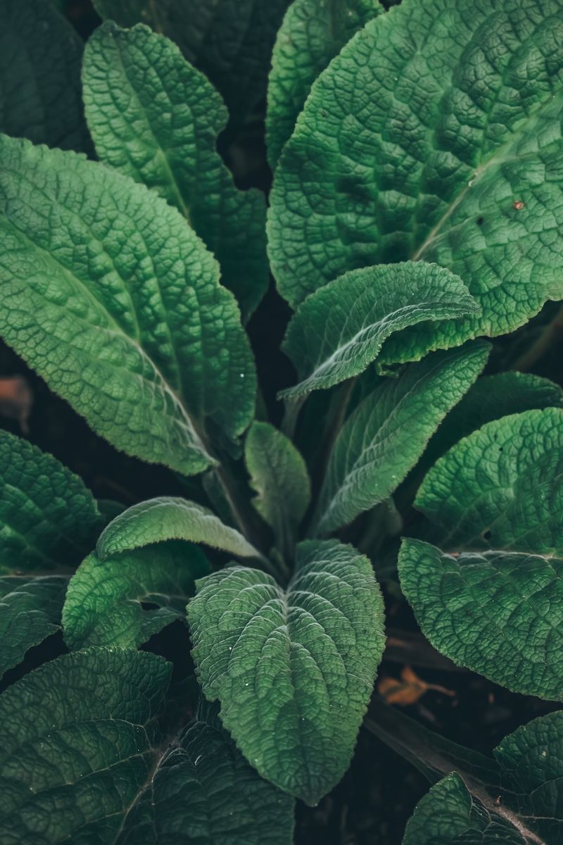 Comfrey