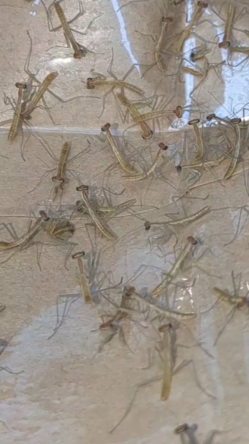 Commercial Mantid Egg Cases Deserve Caution In Texas Gardens