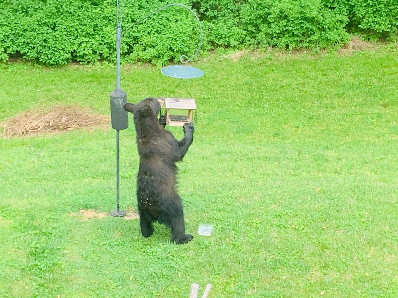 Common Attractants Found In Utah Yards