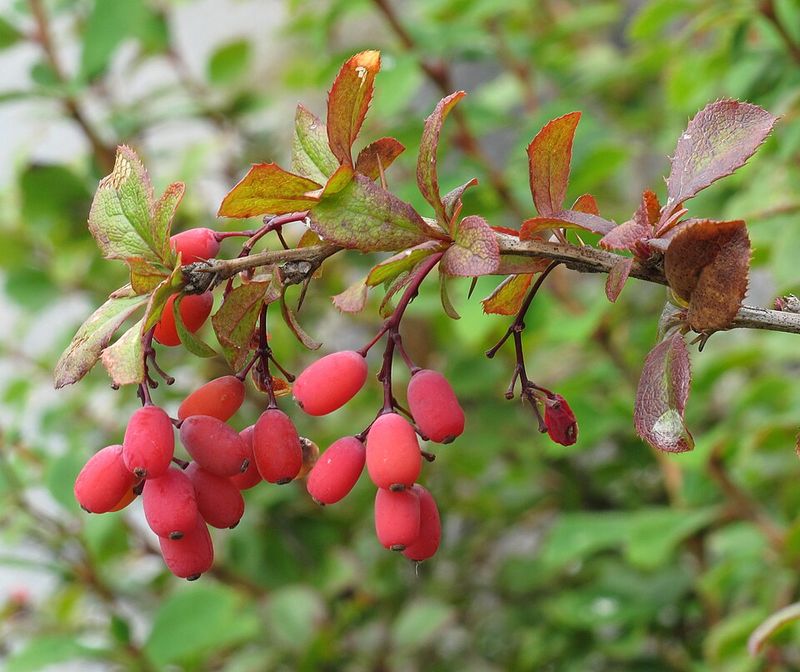 Common Barberry Is Already Off Limits Despite Its Ornamental Past