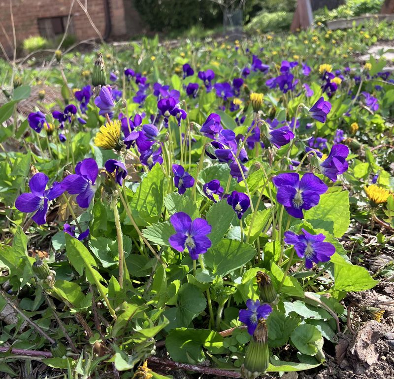 Common Blue Violet Fills Thin Areas Common Blue Violet Fills Thin Areas