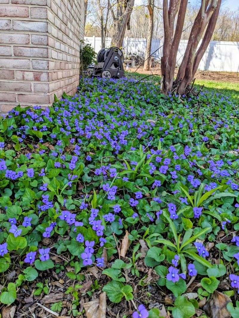 Common Blue Violet Softens Bare Corners Common Blue Violet Softens Bare Corners