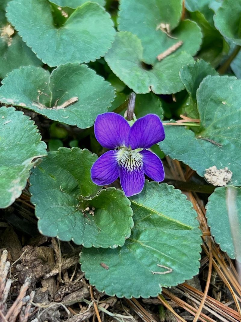 Common Blue Violet