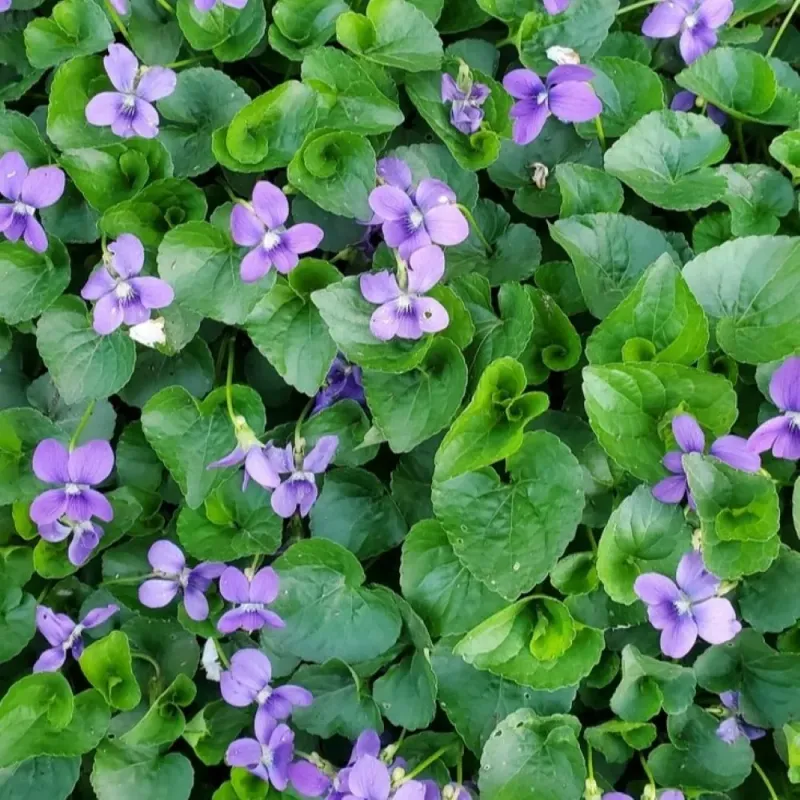 Common Blue Violets Build A Living Carpet