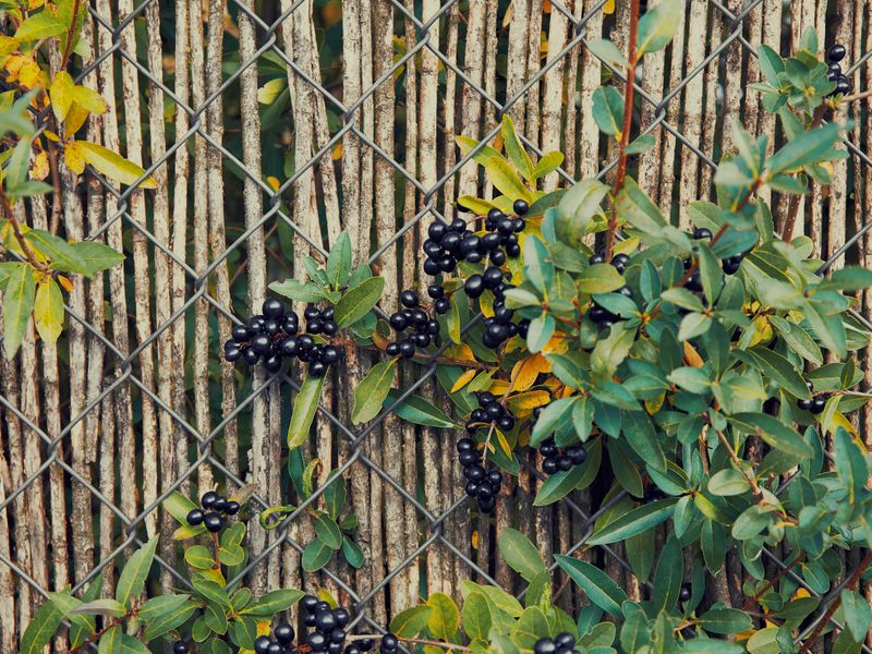 Common Buckthorn Spreads Fast Along Property Lines