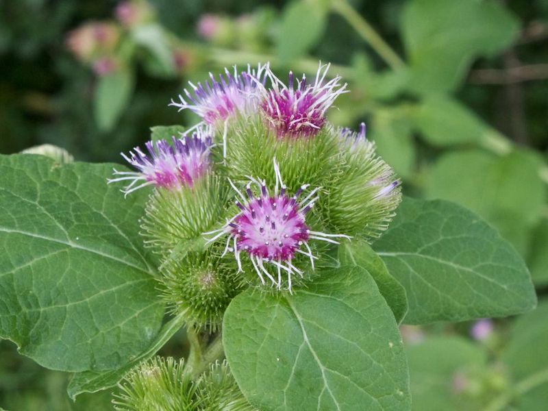 Common Burdock Starts As A Low Rosette Before Growing Tall Common Burdock Starts As A Low Rosette Before Growing Tall