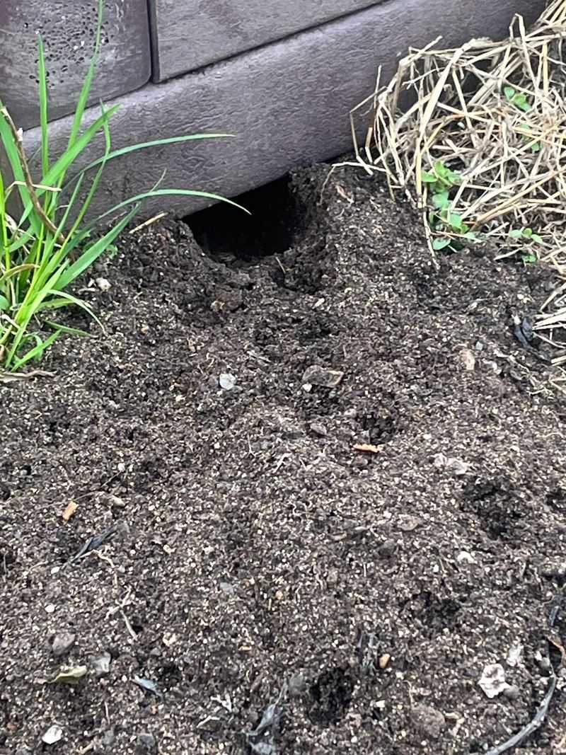 Common Burrow Locations Near Garden Beds