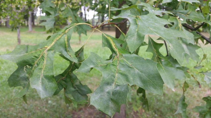 Common Causes Of Late-Summer Oak Wilting Common Causes Of Late-Summer Oak Wilting