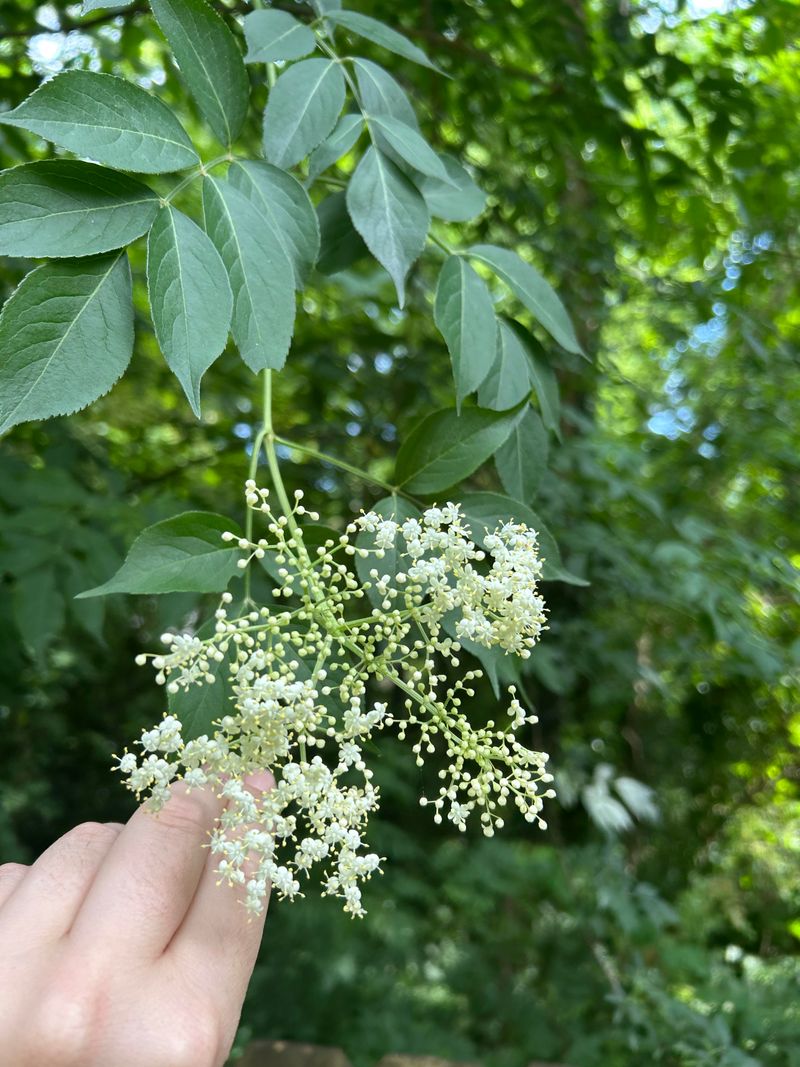 Common Elderberry Builds A Wide, Multi-Stemmed Refuge