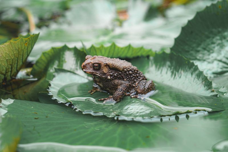 Common Frog Species Found In Missouri