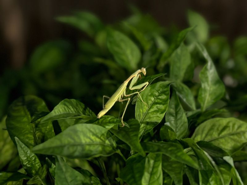 Common Garden Pests Don't Stand A Chance Common Garden Pests Don't Stand A Chance