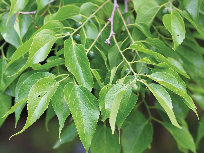 Common Hackberry