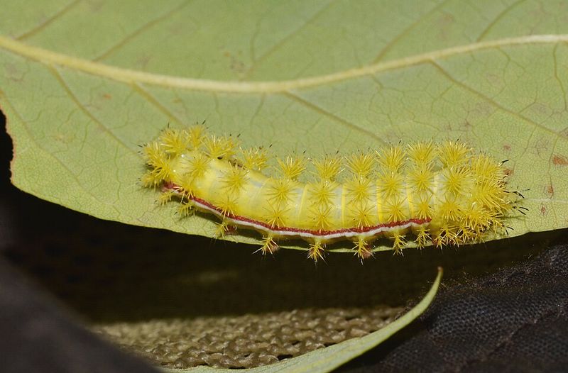 Common Hiding Spots In Your Garden Common Hiding Spots In Your Garden