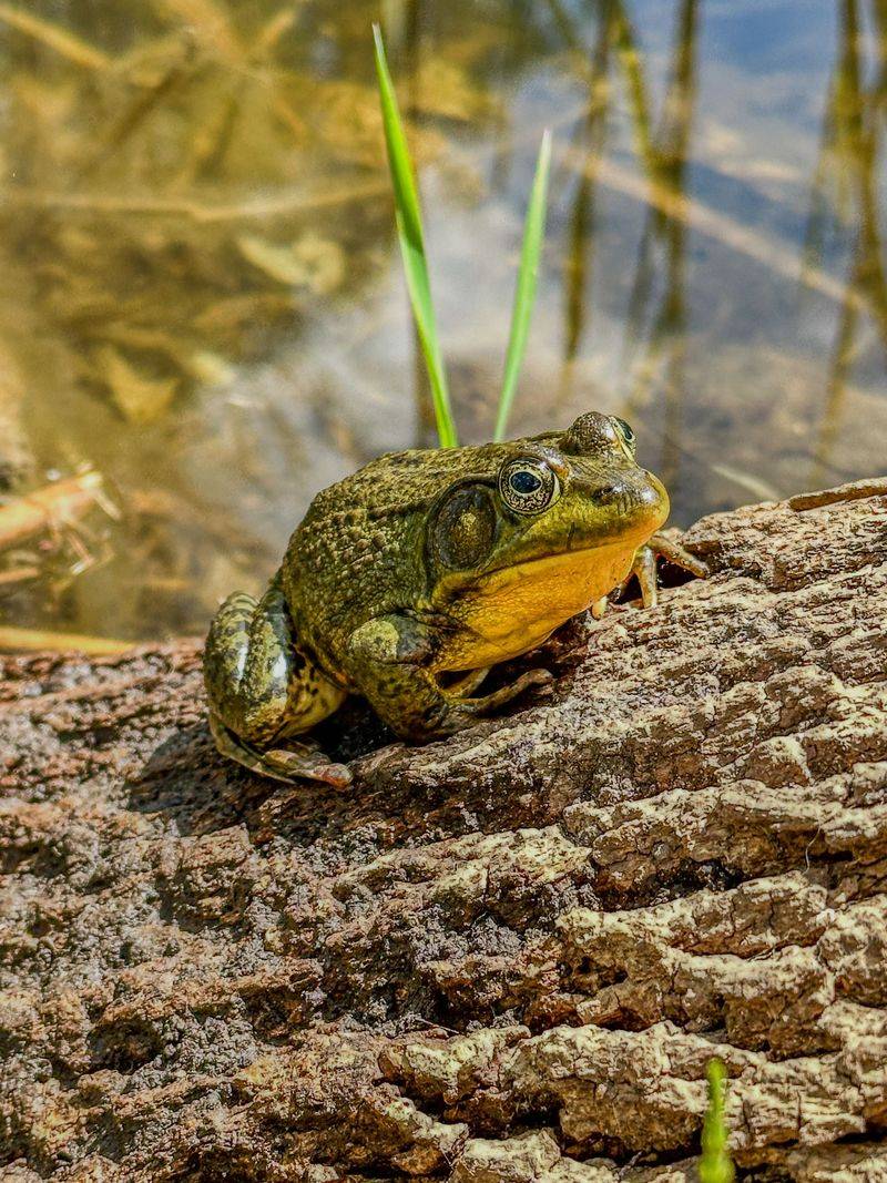 Common Indiana Species You Might Encounter Common Indiana Species You Might Encounter