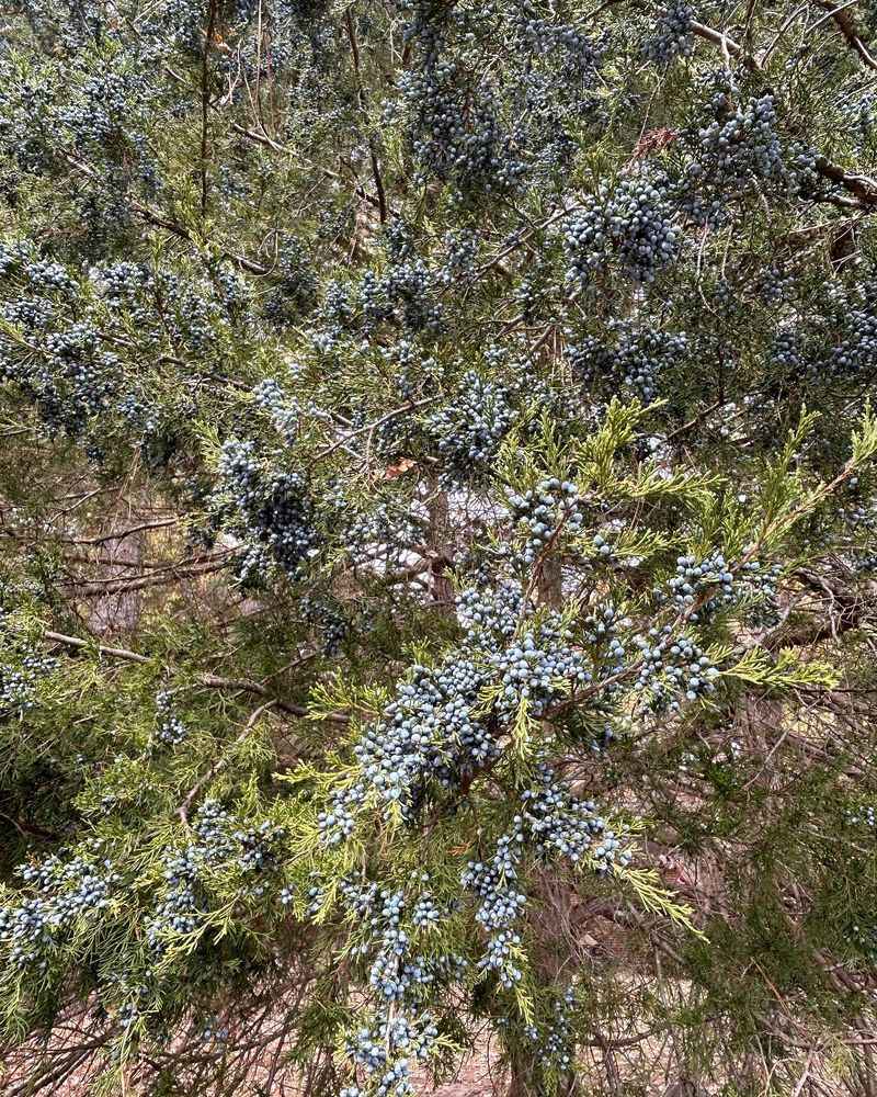 Common Juniper