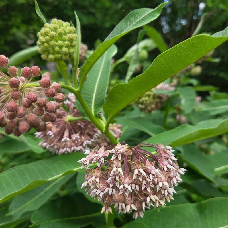 Common Milkweed Is Still An Excellent Choice Common Milkweed Is Still An Excellent Choice