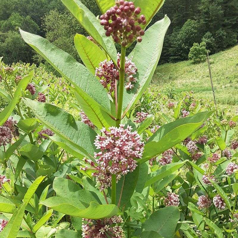 Common Milkweed Spreads Much Farther Common Milkweed Spreads Much Farther