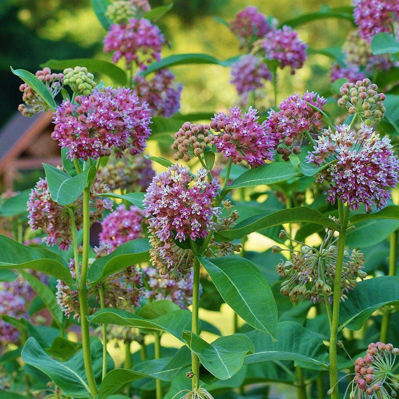 Common Milkweed Common Milkweed