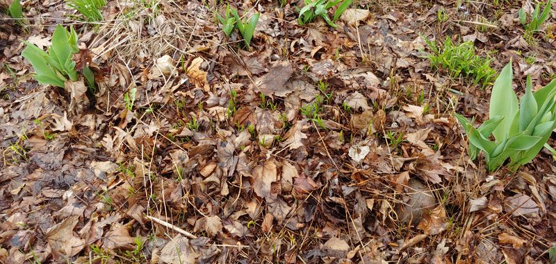 Common Mistakes Homeowners Make With Mulch
