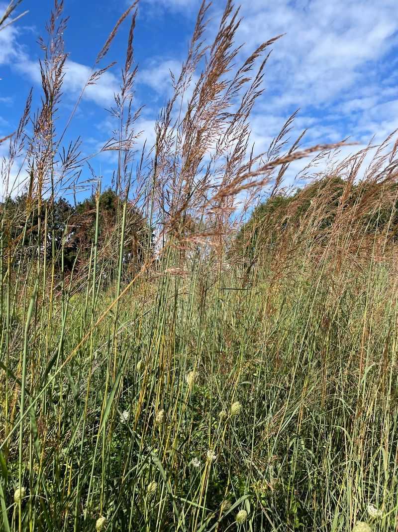 Common Mistakes That Make Indian Grass Flop, Rot, Or Self-Seed