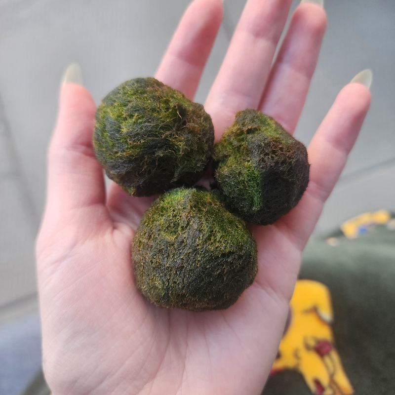 Common Mistakes That Turn Marimo Brown