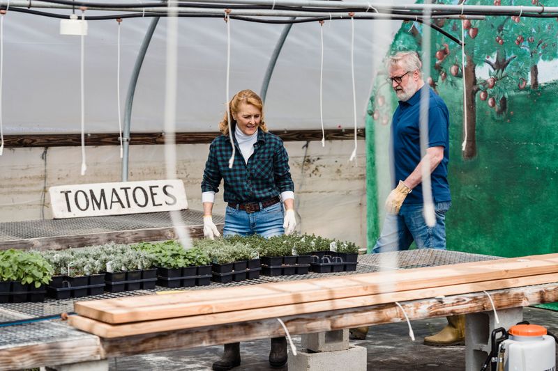 Common Mistakes To Avoid When Feeding Ripening Tomatoes