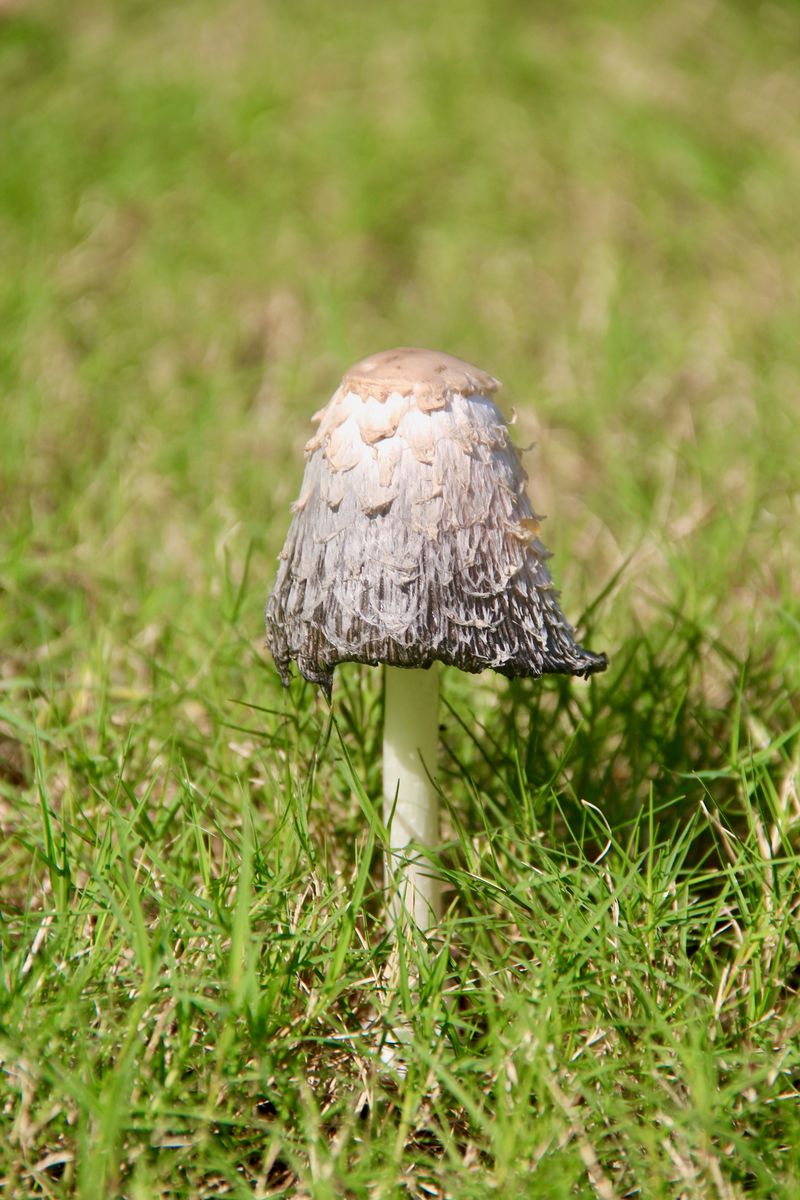 Common Mushroom Types Found In Illinois Lawns