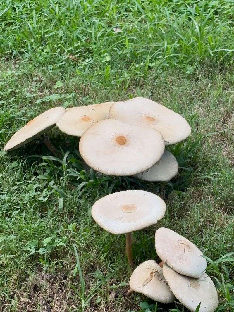 Common Mushroom Varieties Found In A Florida Lawn