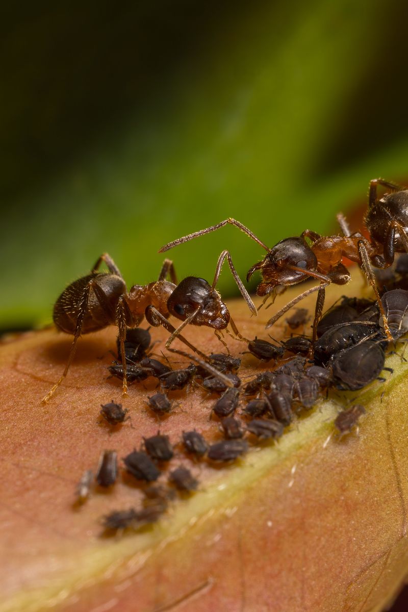 Common Myths About Ants And Damage