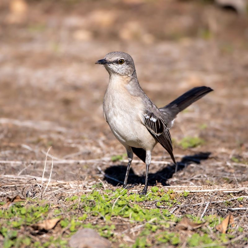 Common Myths About Mockingbirds And Bad Omens