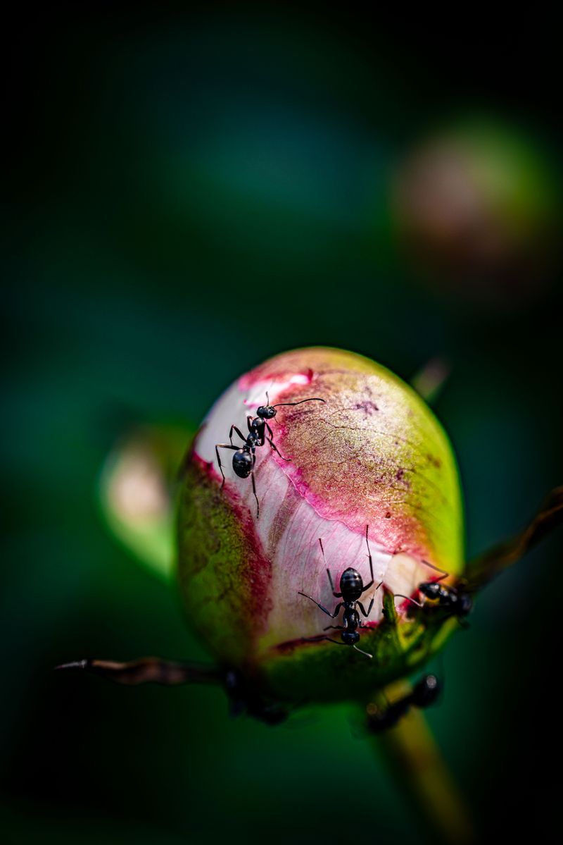 Common Myths About Peonies And Ants