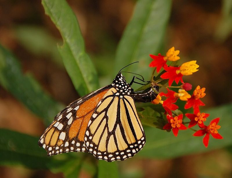 Common Myths About Toxicity And Invasiveness