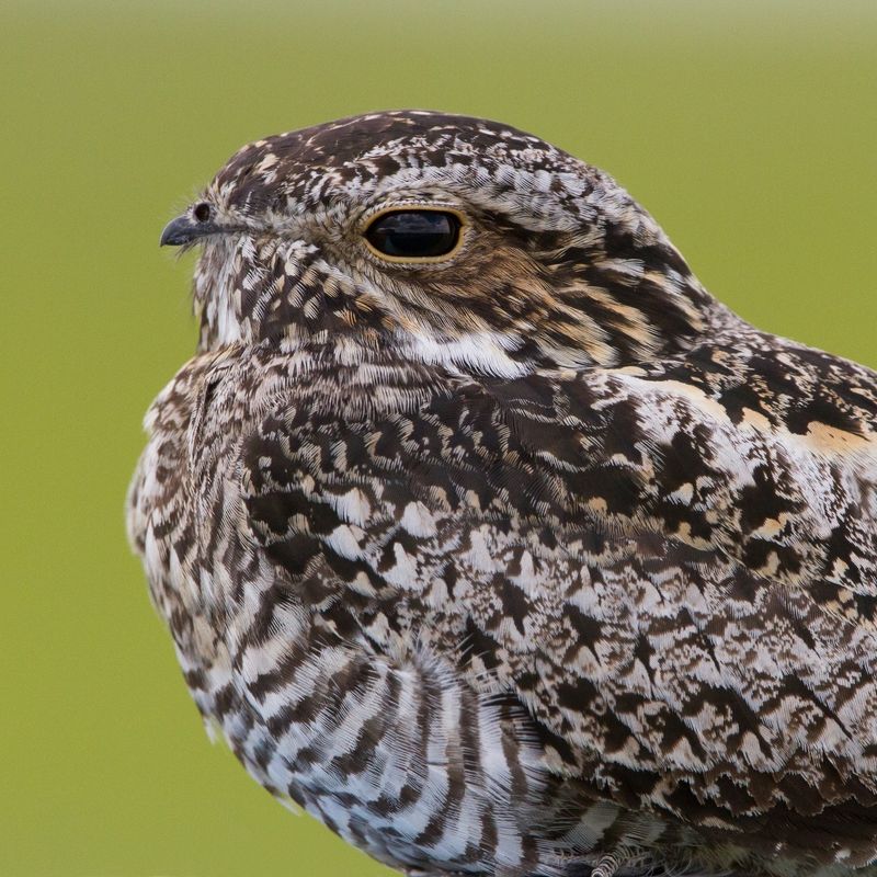 Common Nighthawks Are Gathering Before Fall Migration Common Nighthawks Are Gathering Before Fall Migration