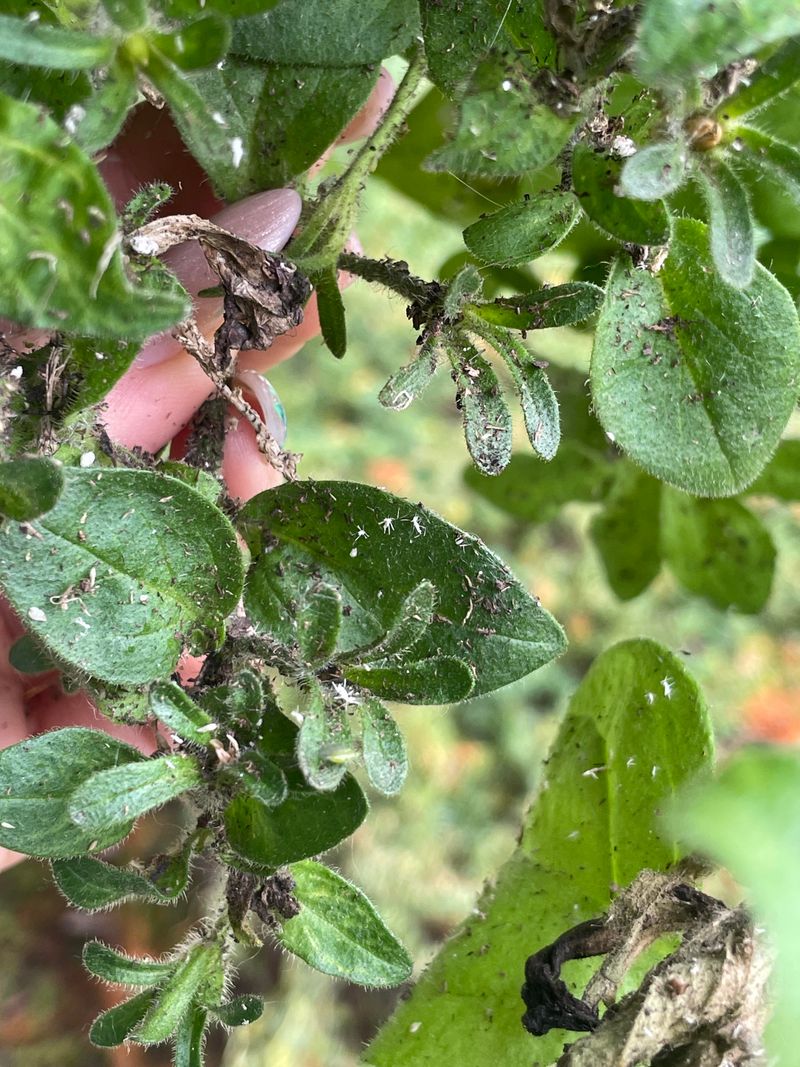 Common Pests That Slow Down Blooming